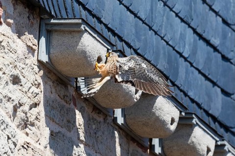 Common Kestrel (Falco tinnunculus), adult male clinging to a swift's artificial nesting box, trying