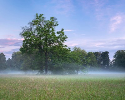Morning atmosphere in the Elbe meadows near Wörlitz, meadow and group of trees in the morning mist,