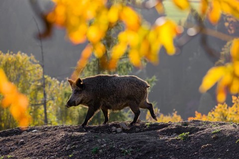 One wild boar or wild pig (Sus scrofa) stands on an opening. Early morning light and framed with