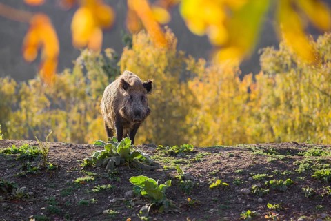 One wild boar or wild pig (Sus scrofa) stands on an opening. Early morning light and framed with