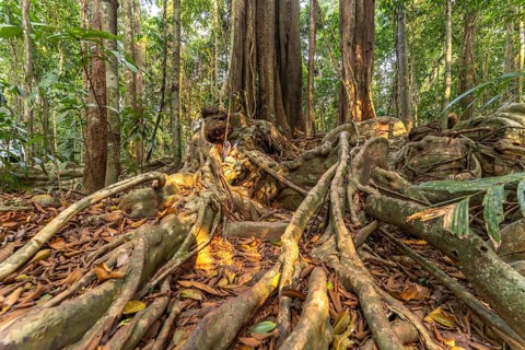 Ancient jungle giant Makayuk, The Old Tree in the jungle of the island of Ko Kut or Koh Kood in the