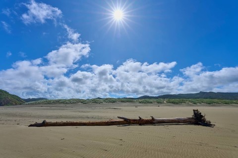 Sunny beach with driftwood under a clear sky, Bethells Beach, Te Henga, Auckland, New Zealand,
