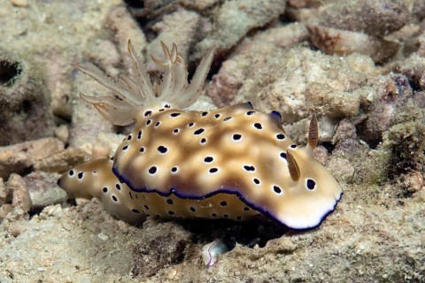 Underwater photo of nudibranch (Risbecia tryoni) protecting juvenile under its own body, Pacific