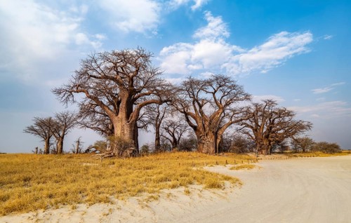 Babobabs on the edge of a salt pan, Baine's Baobabs, Nxai Pan National Park, Botswana, Africa