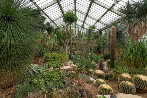 A variety of cacti and succulents in a spacious greenhouse, Princess of Wales Conservatory, Royal