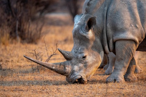 Southern white rhinoceros (Ceratotherium simum simum), rhino grazing in the evening light, animal