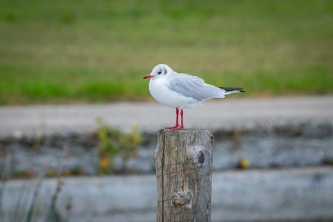 A seagull (Larinae) sits on a wooden post in a quiet landscape, Podersdorf, Burgenland, Austria,