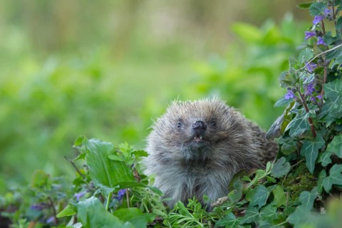 European hedgehog (Erinaceus europaeus) adult animal in a springtime woodland, England, United