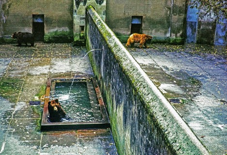 Bears in the bear pit, City of Bern, Switzerland, Europe 1961, Europe