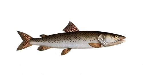 Fish, Fish, Salmon family, Salmo huctio, the Heuch, the River family of salmon fish, Salmon,