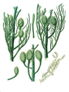 New Guinea Araucaria, Araucaria cunninghamii, tree, digitally improved reproduction of an original