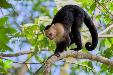 White-shouldered capuchin monkey (Cebus capucinus) Costa Rica
