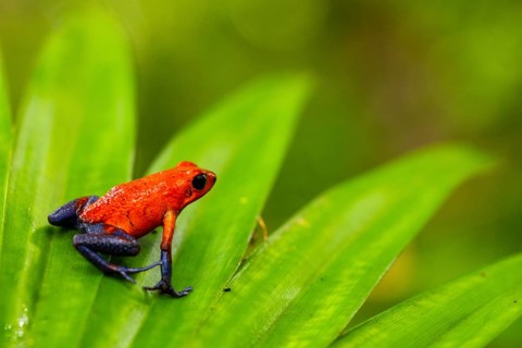 Strawberry frogs (Oophaga pumilio), frogs (Rana), Alajuela, Costa Rica, Central America