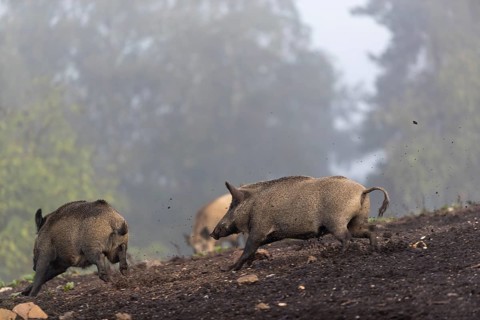 Two wild boar or wild pig (Sus scrofa), running on a hill of debris, with fog and a forest in the