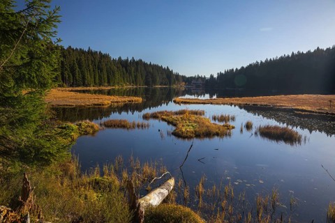 Lake Großer Arbersee in autumn. A floating mat is covering some parts of the lake