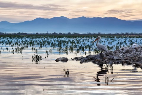 Dalmatian Pelican (Pelecanus crispus) on an island in Lake Kerkini, Lake Kerkini, dawn, Central