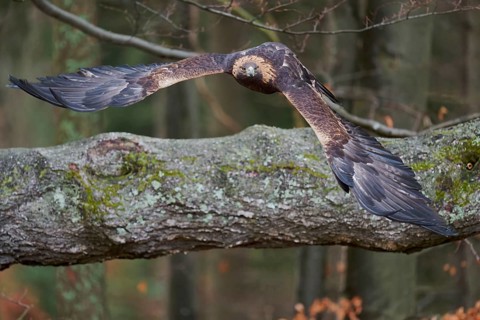 Golden eagle in flight (Aquila chrysaetos) Bavaria, Germany, Europe