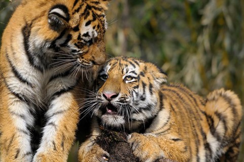 Two young tigers are close together and look familiar in the midst of nature, Siberian tiger