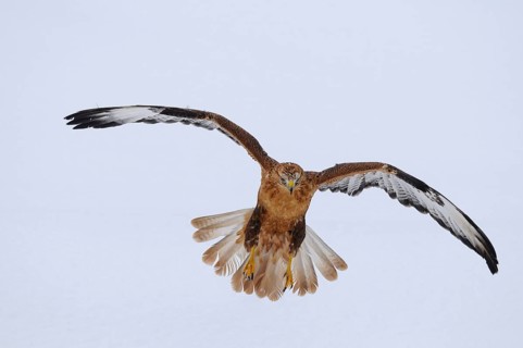 Eagle buzzard (Buteo rufinus) landing in winter, captive