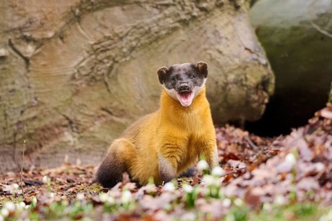 Yellow-throated marten (Martes flavigula) on the ground, Germany, Europe