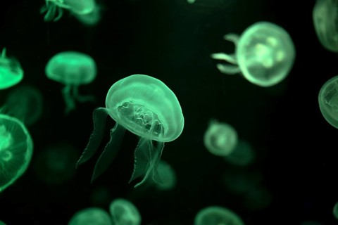 Moon jellyfish (Aurelia aurita) in a tank of the Bang Saen Aquarium, Chonburi Province, Thailand,