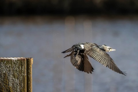 Cormorant (Phalacrocorax carbo), Emsland, Lower Saxony, Germany, Europe