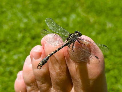 Onychogomphus forcipatus (Onychogomphus forcipatus) sitting on foot toe, Lake Neubeur, Bavaria,