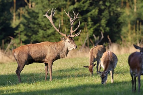 Red deer (Cervus elaphus) in mating season, capital stag with hinds in a forest clearing, wildlife,