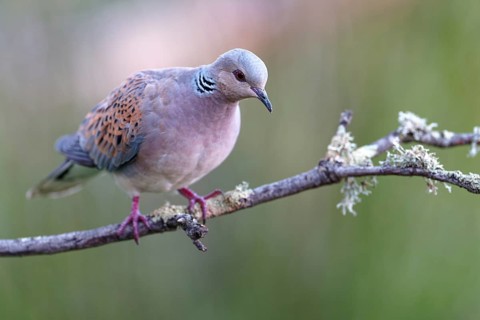Turtle dove (Streptopelia turtur), Castilla-La Mancha, Spain, Europe