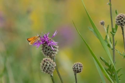 Small skipper butterfly (Thymelicus sylvestris) adult insect feeding on a Knapweed flower in