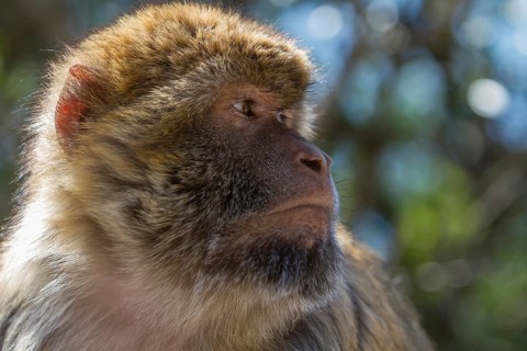 Barbary macaque (Macaca sylvanus), also called Magot, Gibraltar, British territory in southern