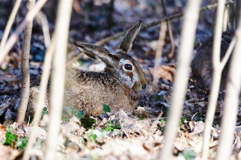 Hare in a forest, winter, Germany, Europe