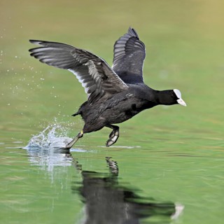 Eurasian Coot (Fulica atra), adult bird walking over water, Flachsee, Canton Aargau, Switzerland,