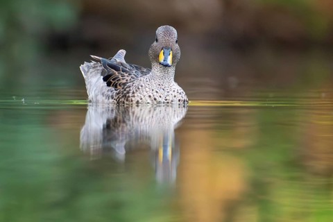 Brown-headed duck (Anas flavirostris) swimming in a park in Buenos Aires, Argentina, South America