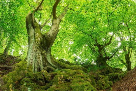 Gnarled old beech trees with moss-covered roots, Kellerwald-Edersee National Park, Bad Wildungen,
