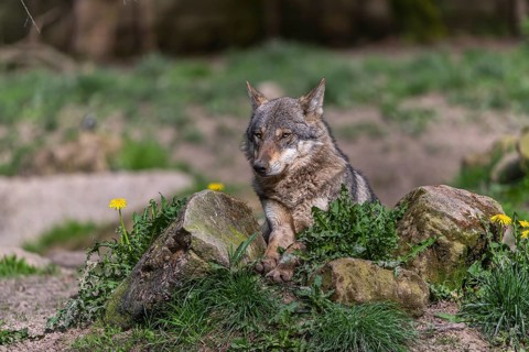 Portrait of one eurasian gray wolf (Canis lupus lupus) resting on a rock with green vegetation and