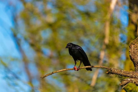 One carrion crow (Corvus corone), sitting high up in a tree in bright sunlight with a blue sky in