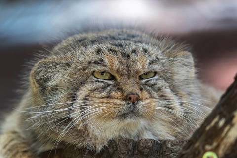 Portrait of a Pallas's cat (Otocolobus manul) or Manul. Near Threatened species on the IUCN Red