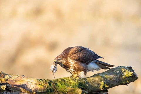 Common buzzard (Buteo buteo) Germany