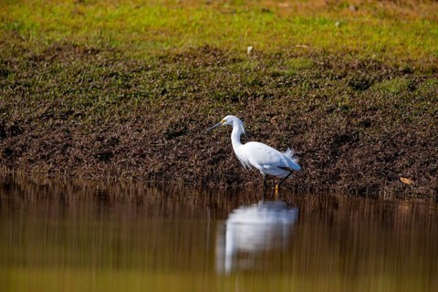 Great White Egret (Egretta thula) Pantanal Brazil
