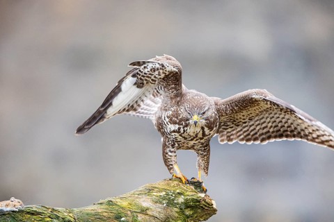 Common buzzard (Buteo buteo) Germany