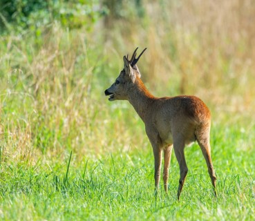Roe deer (Capreolus capreolus), roebuck in the rutting season, leaf time standing in a meadow and