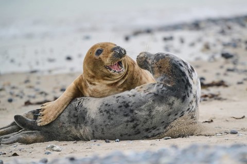 Grey seal (Halichoerus grypus) playing with each other on the beach, Düne, Helgoland,