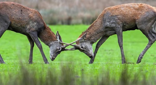 Two red deer (Cervus elaphus) brockets, second year stags with simple, unbranched antlers fighting