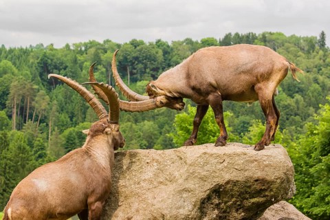 Two male ibex (Capra ibex) are standing on a rock and playfully fighting. A green forest can be