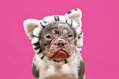 Merle French Bulldog dog with cat costume headband on pink background