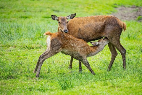 Red deer (Cervus elaphus) cow with calf captive Germany