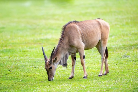 Common eland (Taurotragus oryx) female on a meadow, Bavaria, Germany, Europe