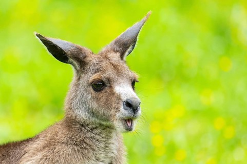 Eastern grey kangaroo (Macropus giganteus) on a meadow, Bavaria, Germany, Europe
