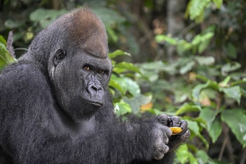 Western lowland gorilla (Gorilla gorilla gorilla) with a banana, Réserve Lésio-Louna nature